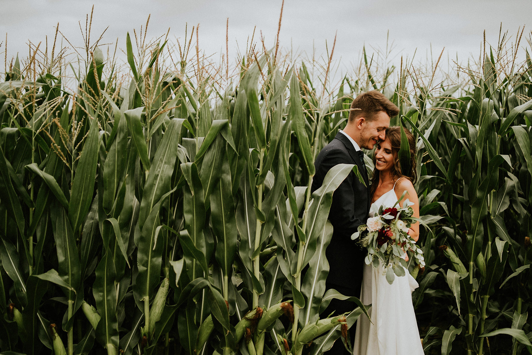 sesja ślubna w polu kukurydzy