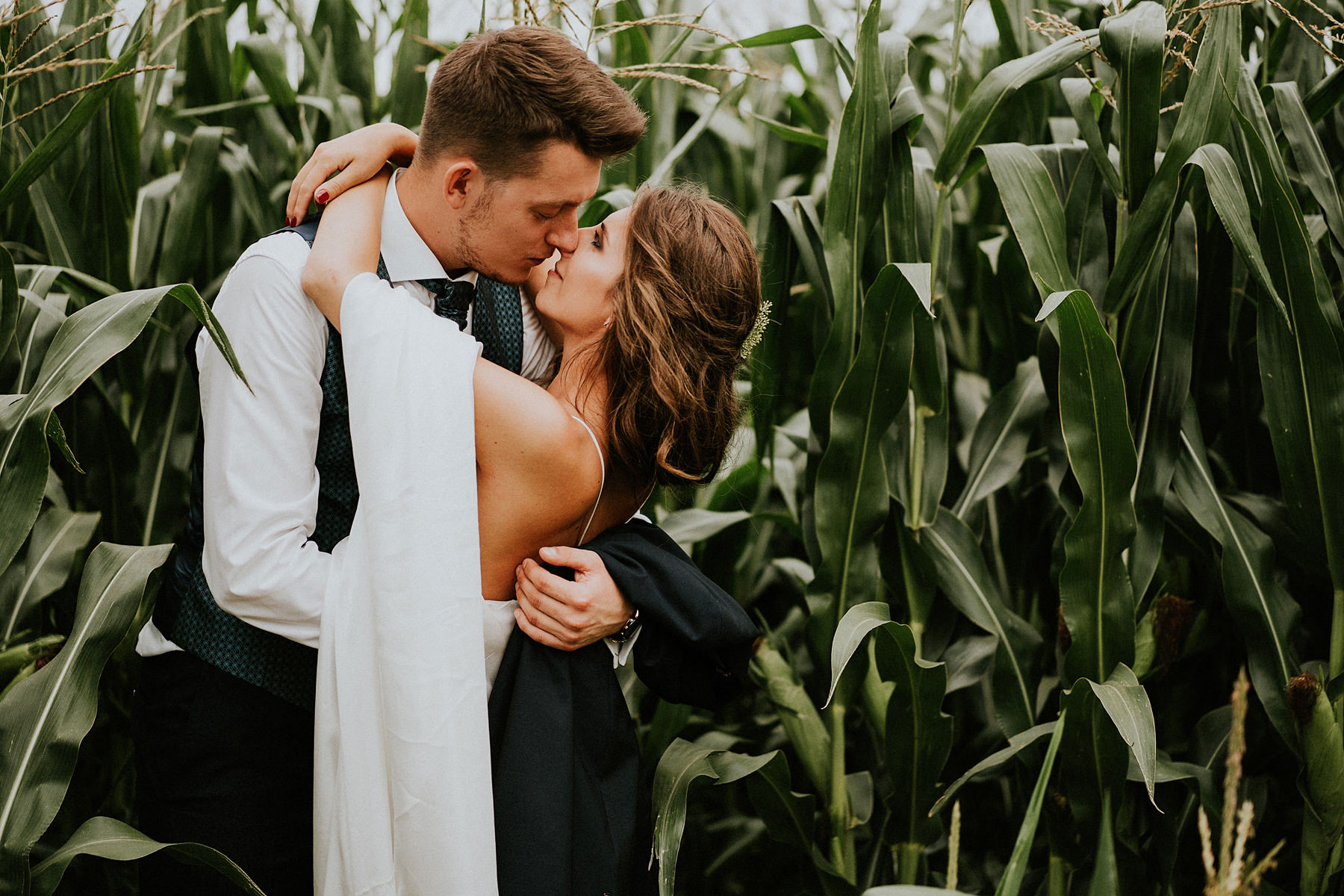 sesja ślubna w polu kukurydzy